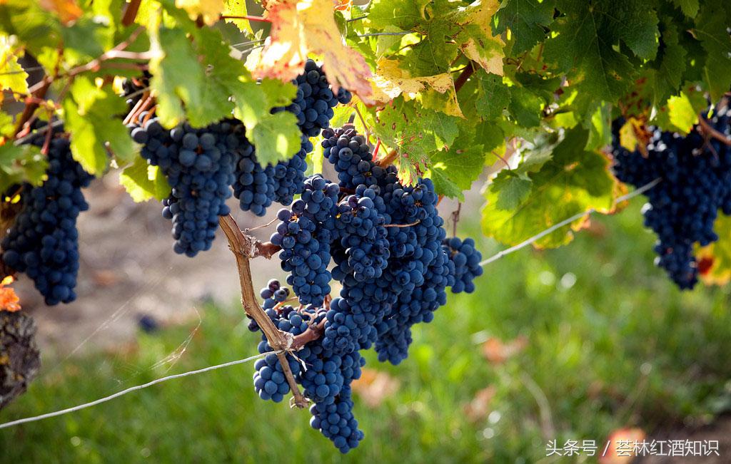 高质量意大利葡萄酒,意大利葡萄酒讲解视频