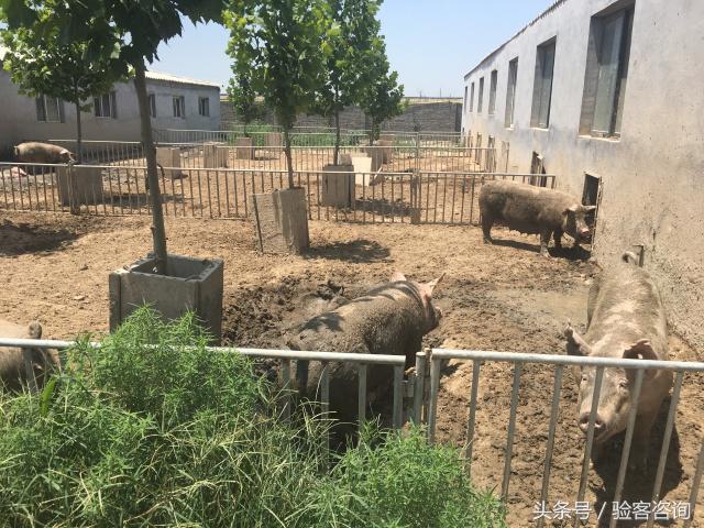 母猪厌食怎么办,董广林打猪视频