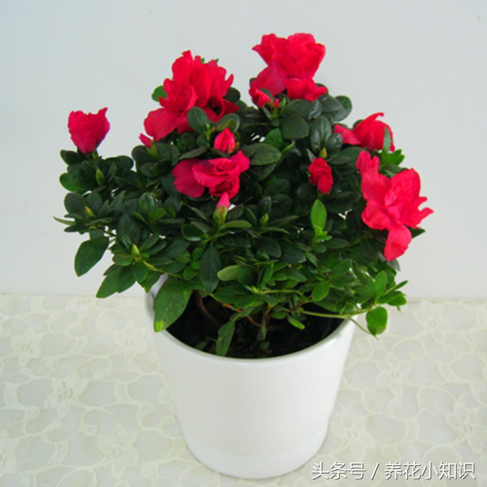 绿萝吸附甲醛的能力有多强,吊兰去甲醛好还是绿萝去甲醛好