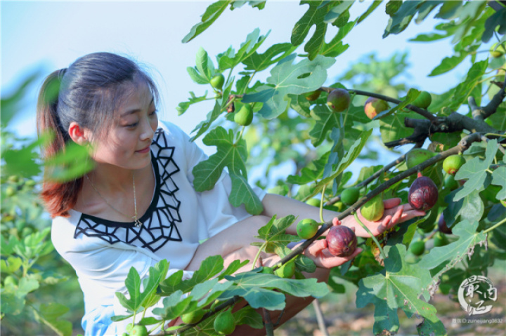 2020年威远无花果节,四川无花果节