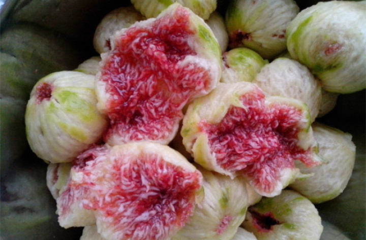 2020年威远无花果节,四川无花果节