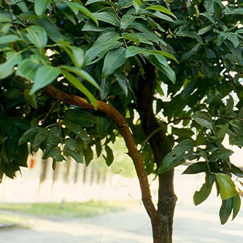 口腔溃疡反反复复吃啥能有效治愈,口腔溃疡反复性发作