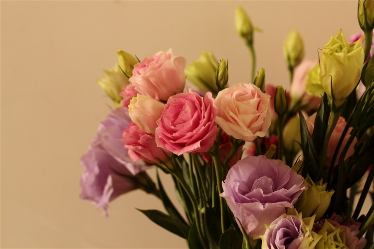 各种常见的花语,一些花的花语