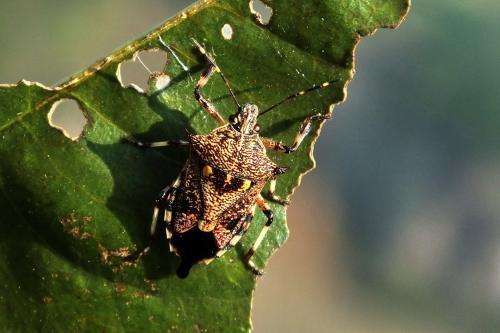农村看了让人生厌的生物，唯恐避之不及，你敢点进来吗？