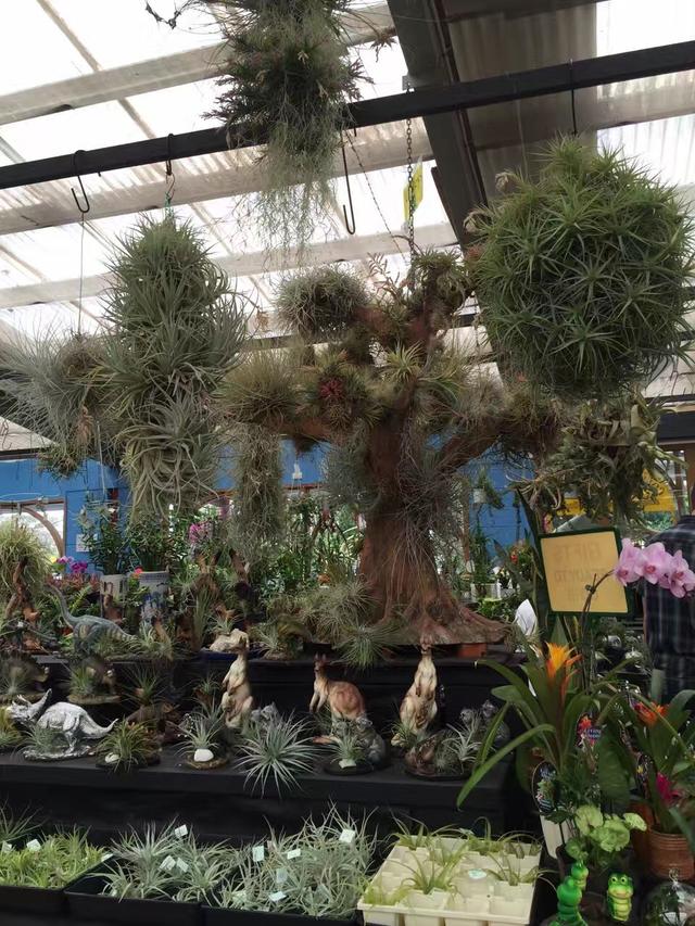 多肉植物澳大利亚墨尔本,墨尔本多肉