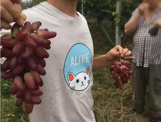 今年的葡萄没有去年甜,各品种不一样的葡萄