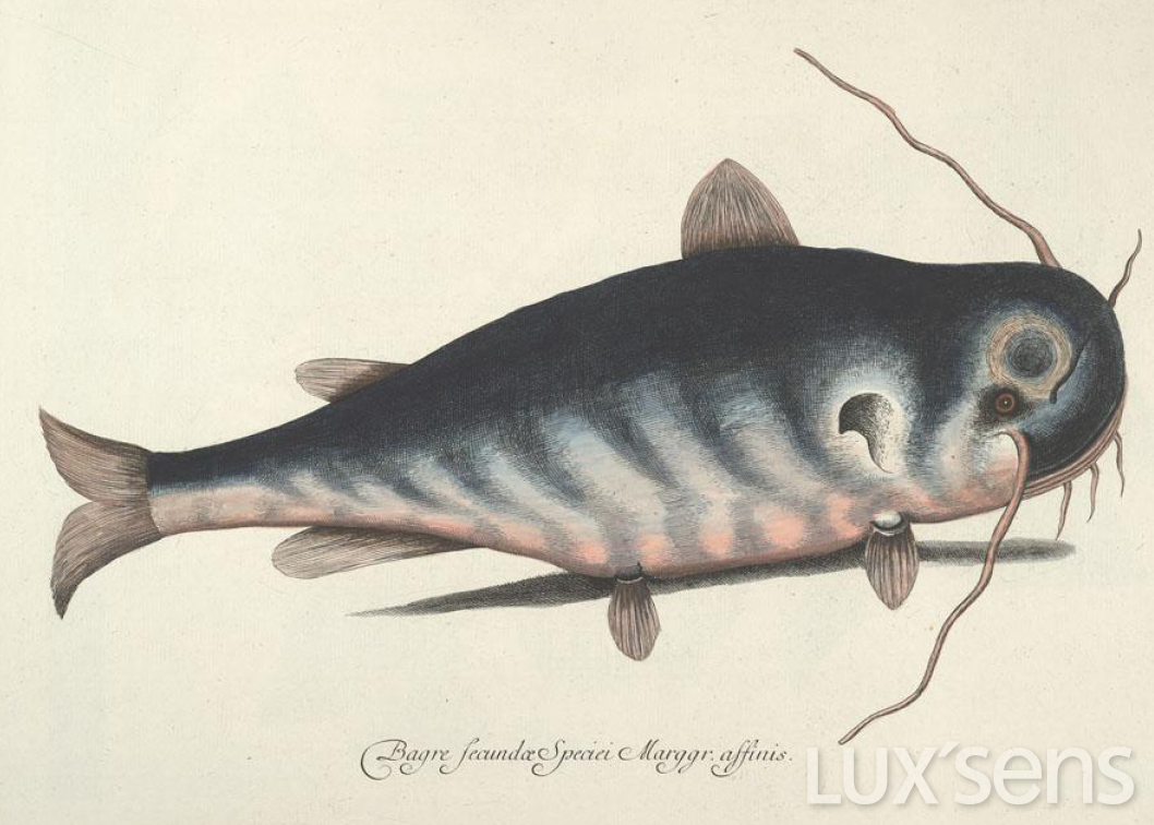 探索｜罗子君唐晶同款CÉLINE包