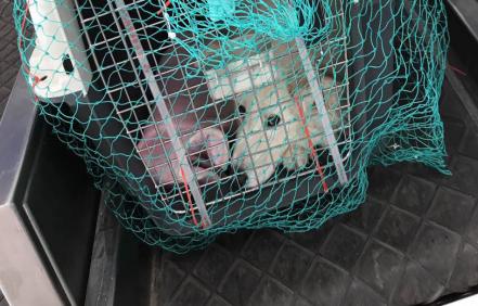 流浪猫志愿者实践活动,做志愿者的活动纪实