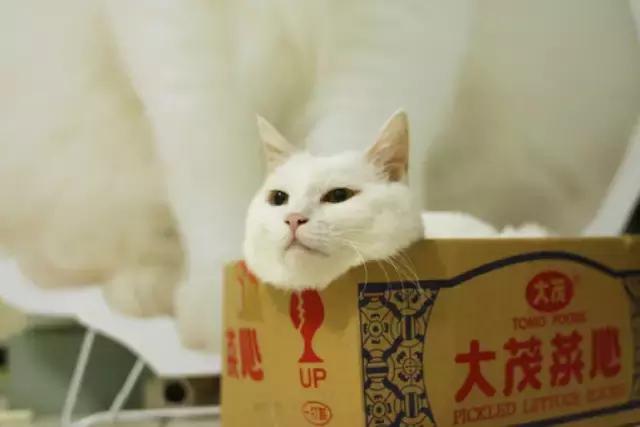 吸金体质的视频,你有吸金体质吗塔罗