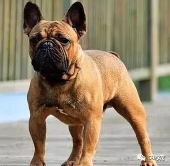 一梦谈狗：听说你喜欢法国斗牛犬，那你了解它么？