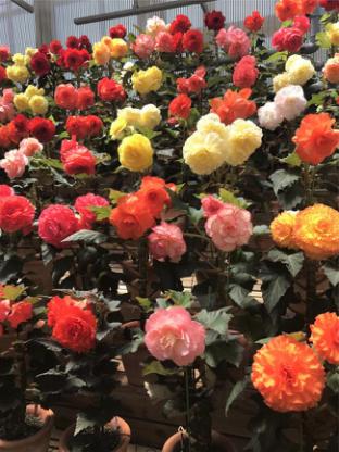 美食，美酒与美景-日本中北部升龙道深度游攻略（二）