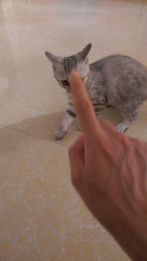 去宠物市场，1200买下只英短猫，喂养两月后，我们的噩梦开始了！