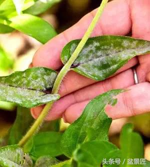 夏天招蚊子的绿植,绿植除虫小妙招