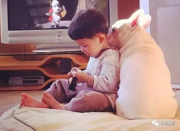 一梦谈狗：听说你喜欢法国斗牛犬，那你了解它么？