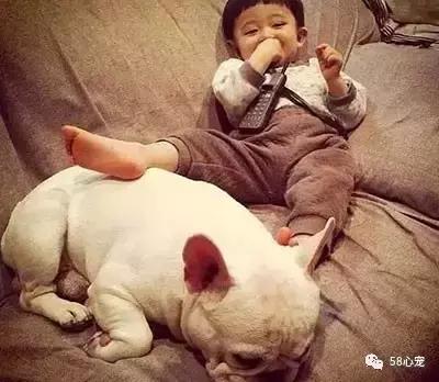 一梦谈狗：听说你喜欢法国斗牛犬，那你了解它么？