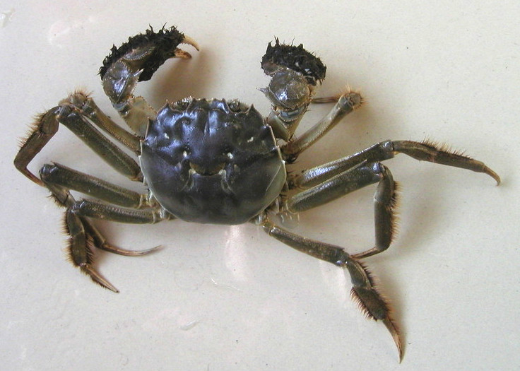 螃蟹的画法儿童画,螃蟹的画法有多少种