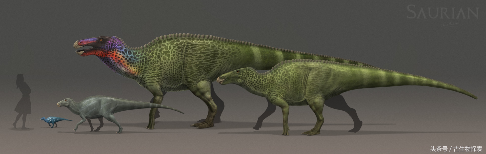 白垩纪的五大暴龙,白垩纪霸王龙是最强吗