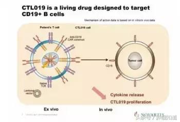 120万cart-t疗法利弊分析,一文读懂cart细胞免疫疗法