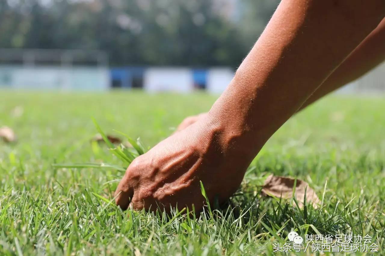陕西足球背后人物系列丨丈八训练基地绿茵美容师，高温下坚守一线保障场地
