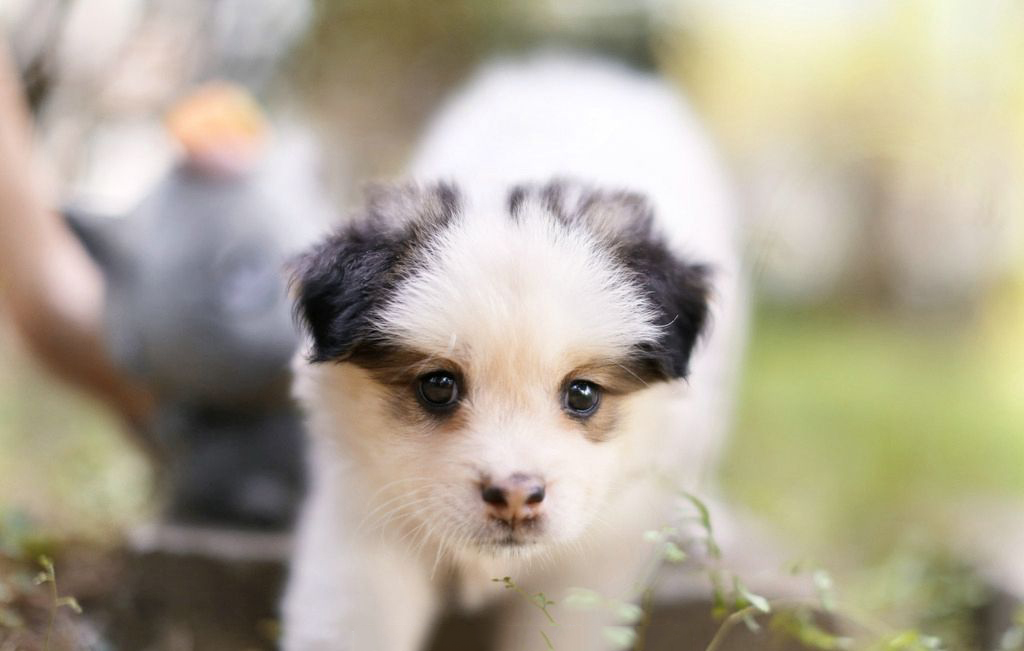犬瘟热初期症状及治疗方法,犬细小和犬瘟热的临床症状
