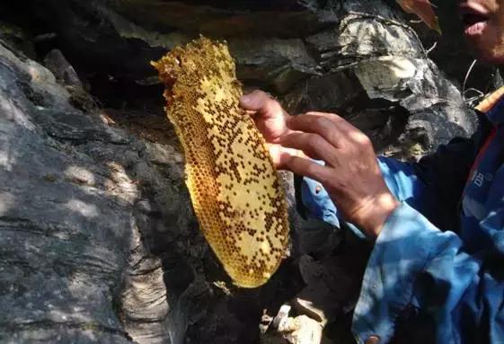 野生蜂蜜有食用危险吗,野生蜂蜜好吗有什么作用