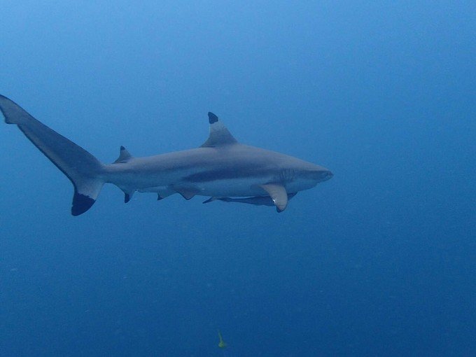 看鲨鱼，玩泥巴，看男人穿婚纱，带你看不一样的帕劳