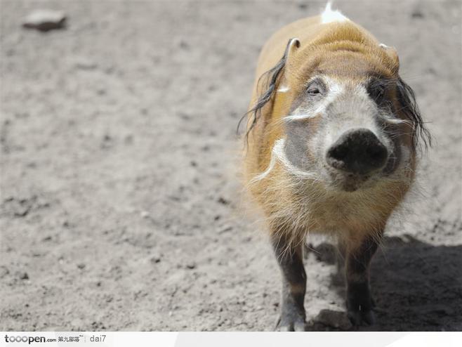 度朔山纪共2册小说阅读,度朔山小说内容