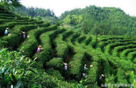正宗绿茶岳西翠兰,绿茶岳西翠兰