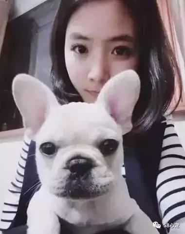 人见人爱的狗叫什么名字,人见人爱的田园犬