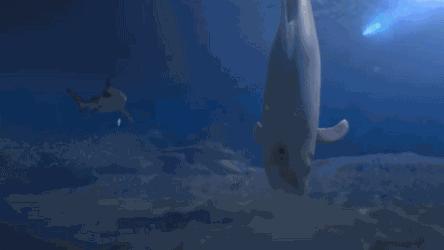 虎鲸和海豚打得赢鲨鱼吗,巨齿鲨打得过巨型虎鲸吗