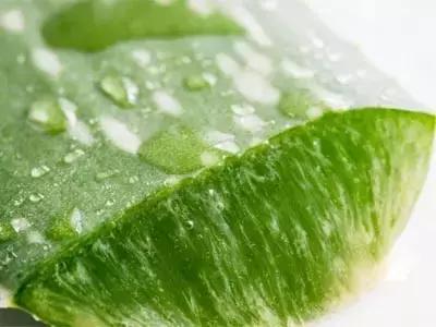 如何在家自制芦荟面膜,生活小妙招用芦荟胶做面膜