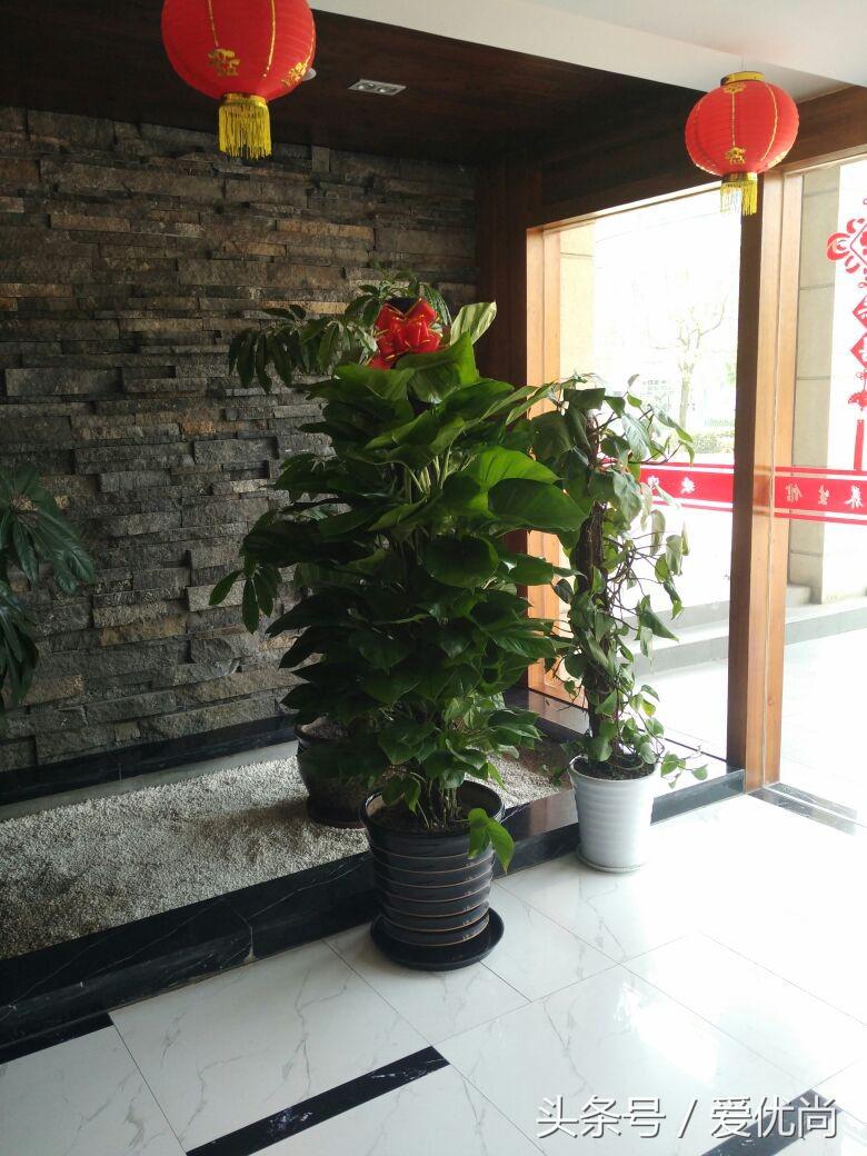 开业乔迁，吉利有寓意的盆栽有哪些？