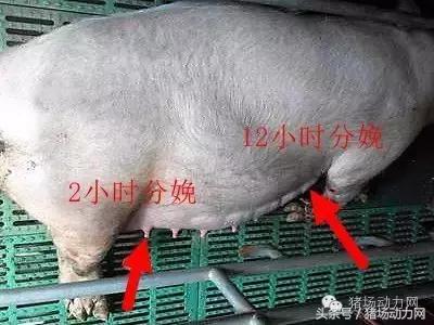 母猪分娩期的管理,接产期间减少母猪死胎的对策