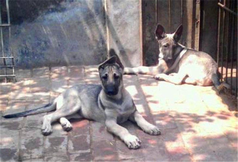 狼青犬从小怎么训练,看家护院狗训练