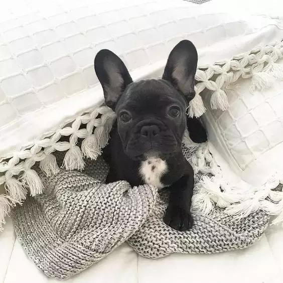 人见人爱的狗叫什么名字,人见人爱的田园犬