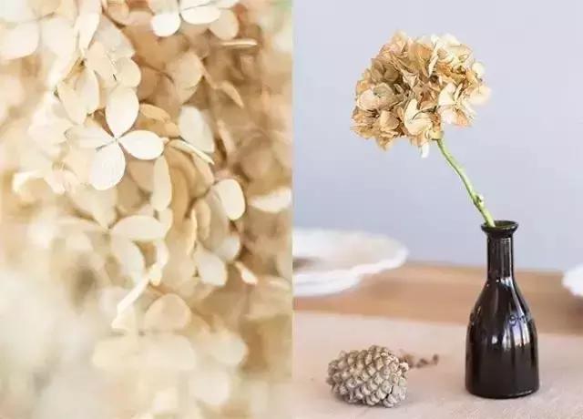 娈嬫灊璐ュ彾鎻掕姳,娈嬫灊璐ヨ姳