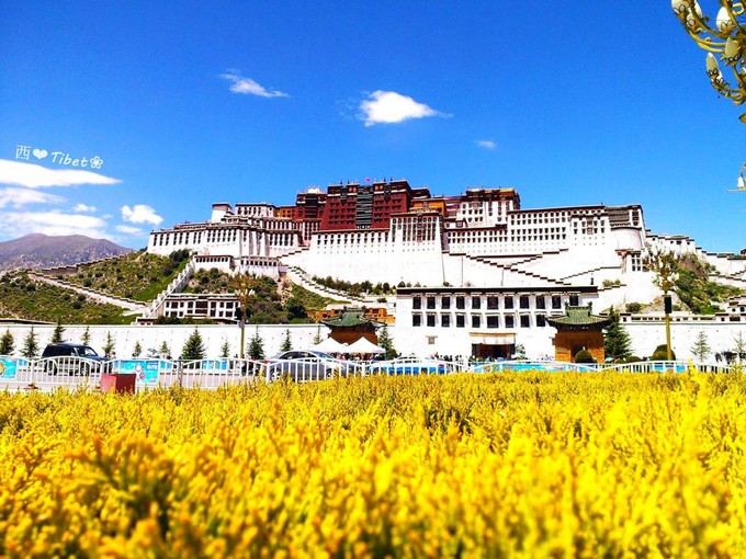 奥古斯都,August的格桑花秘境：我养你！带你去*藏西**啊！