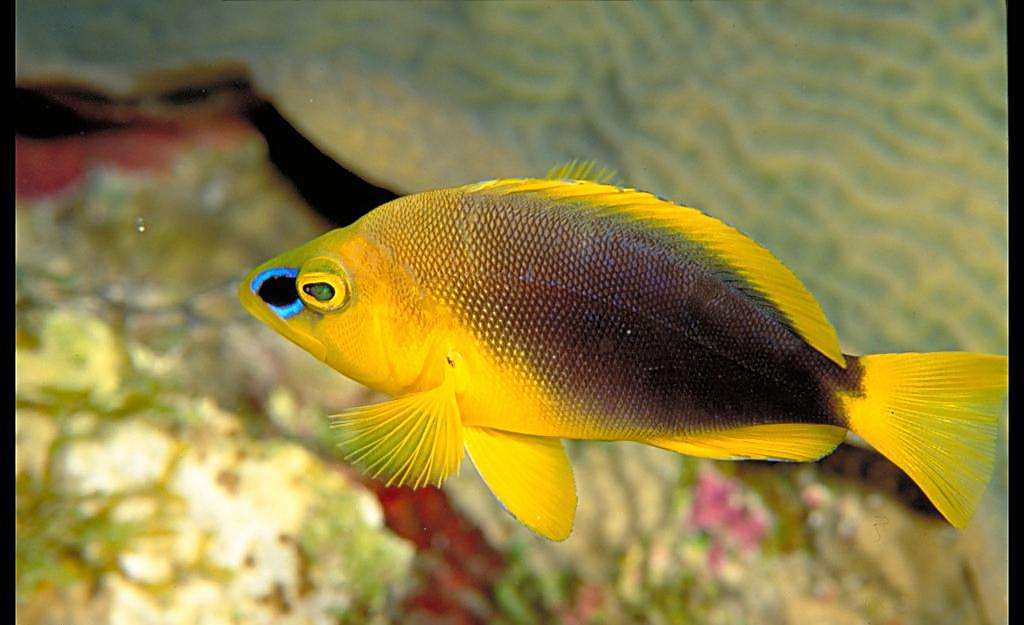 观赏鱼因为打斗掉鳞咋整,观赏鱼打架了怎么办呢用什么药