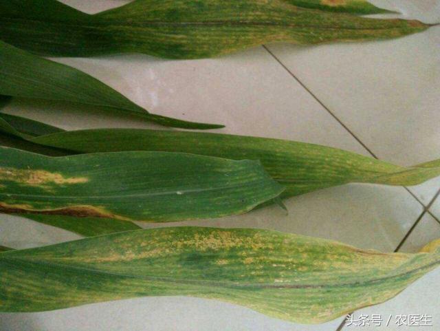 玉米穗下叶子发黄减产吗,玉米叶黄怎么回事