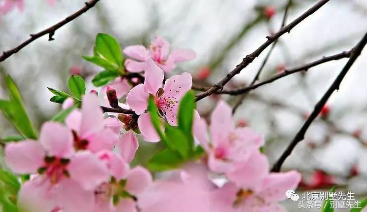 走遍中央别墅区-观唐别墅（第一期）