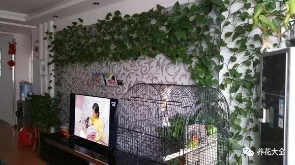 小小的绿萝，竟然完爆你家其他花，甩出十条街都不止！