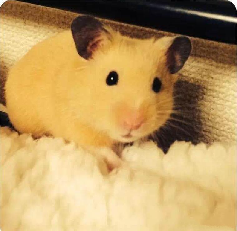 可爱的小仓鼠喜欢吃什么食物,养仓鼠仓鼠喜欢吃什么东西