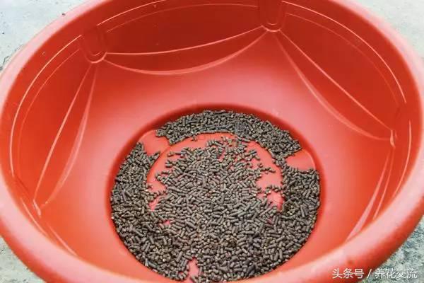 盆栽荷花怎么养比较好,一招教盆栽荷花开花