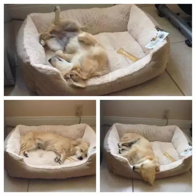 美国领养狗流程,领养狗养狗技巧