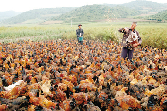 鸡念珠菌的症状及表现,白色念珠菌是什么原因形成的