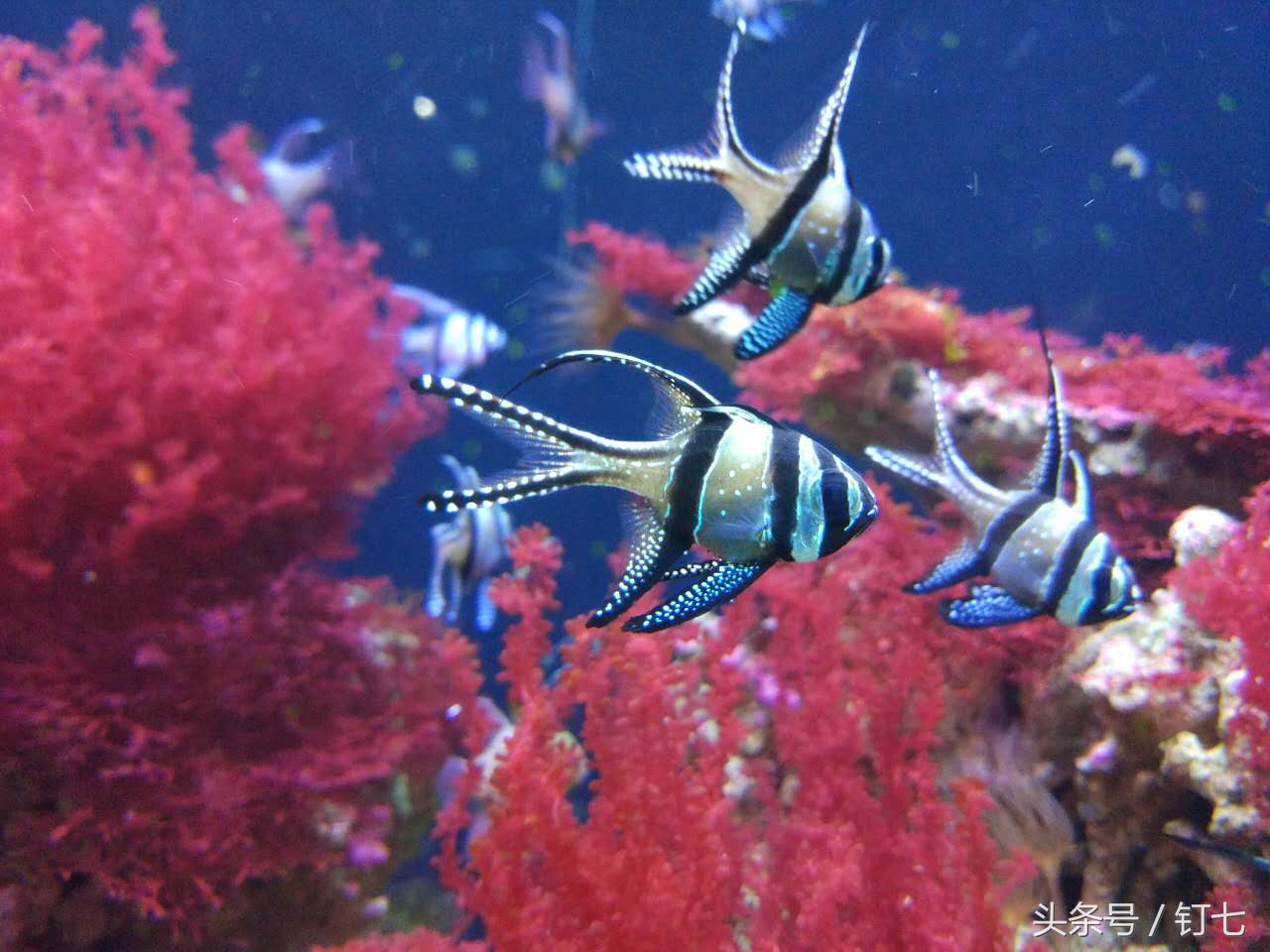 夏天与海绝配,夏天与海洋更配的图片