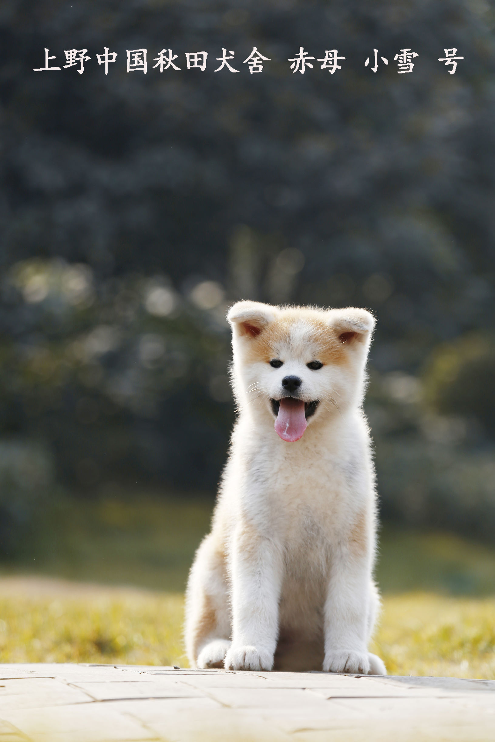 狗狗刚生完小狗注意事项,小狗刚接到家需要注意什么