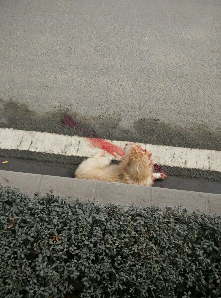 前天在路上看到一只狗被车撞,狗狗出车祸还能救吗