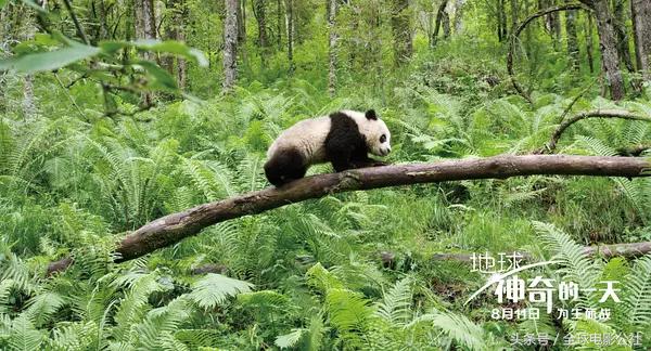 7月已过8月全球大片太燃好像得睡电影院了！