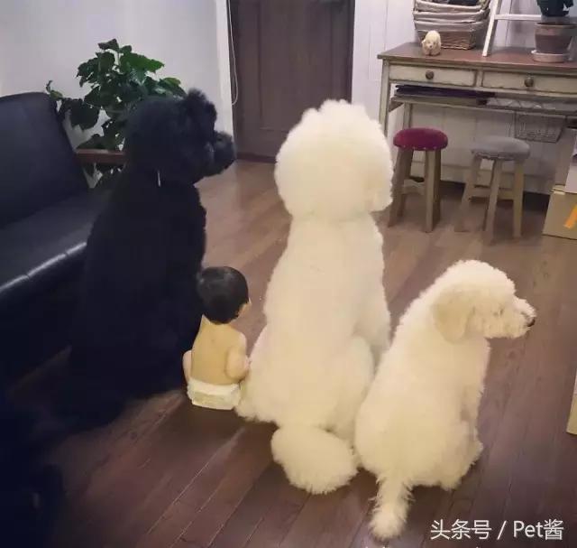 两个月的巨型贵宾犬,七个月大的巨型贵宾犬